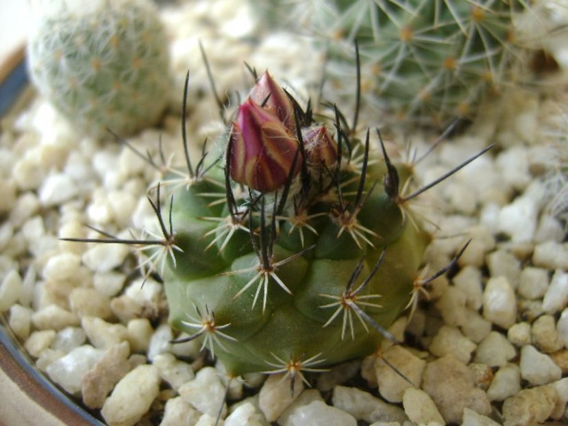 Turbinicarpus viereckii - Cactusi 2017 bis bis