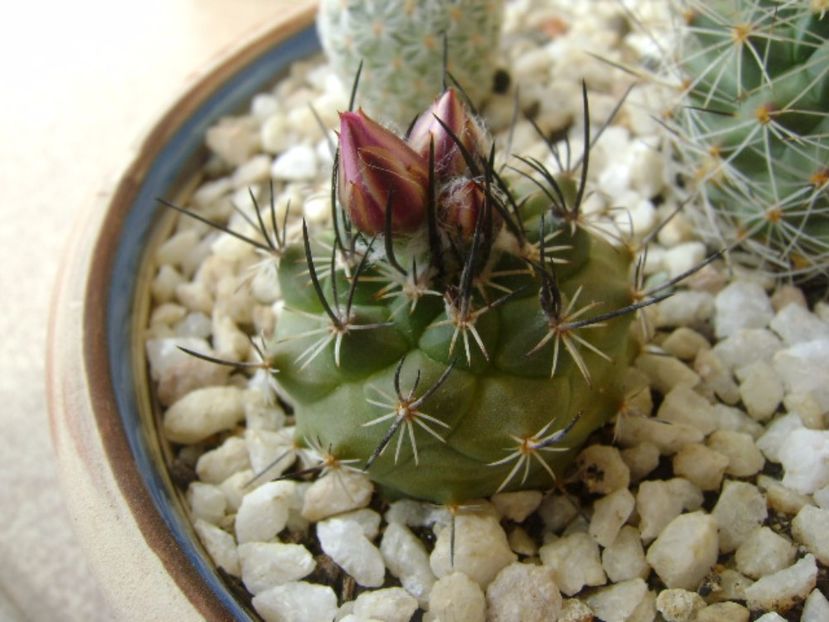 Turbinicarpus viereckii - Cactusi 2017 bis bis