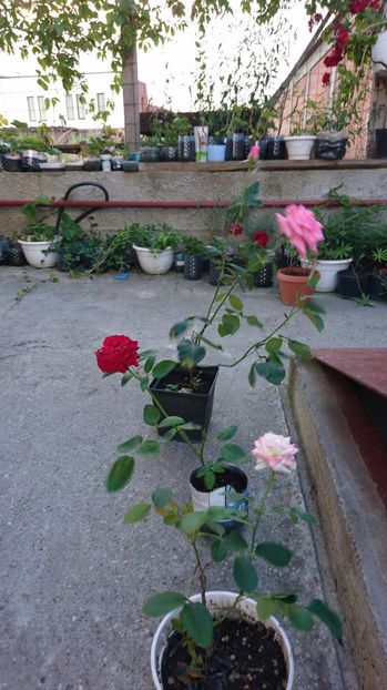 Trandafiri la ghivece 10 ron - 00 Plante 2018