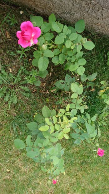  - Gradina Iulie 2017