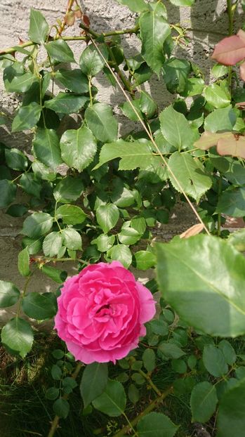  - Gradina Iulie 2017