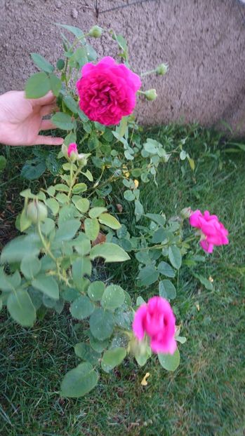  - Gradina Iulie 2017