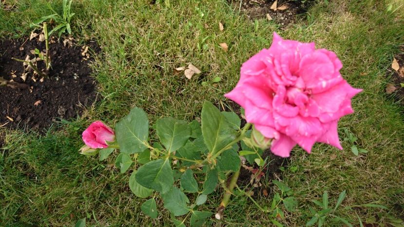  - Gradina Iulie 2017