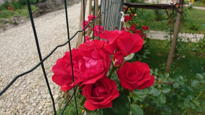  - Gradina Iulie 2017