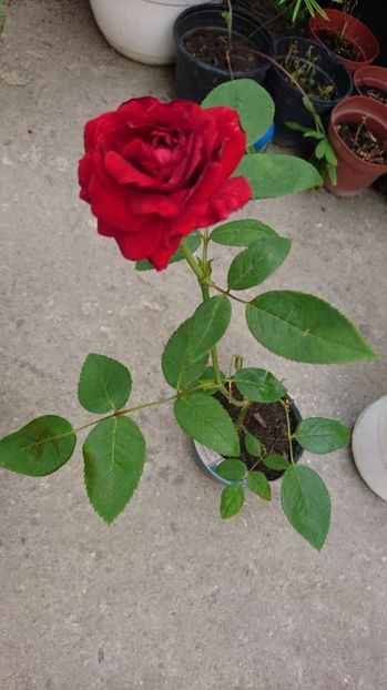 Damme de Coeur 10 ron vandut - 00 Plante 2018