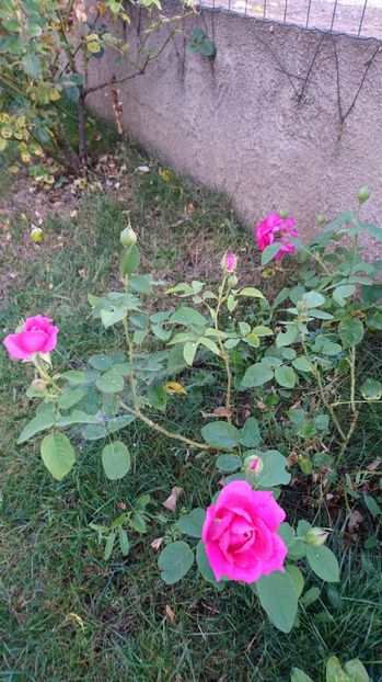  - Gradina Iulie 2017