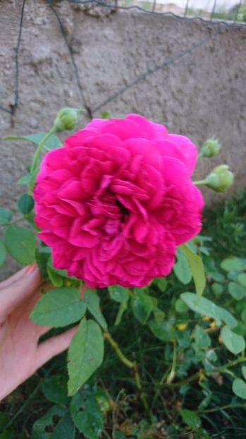  - Gradina Iulie 2017