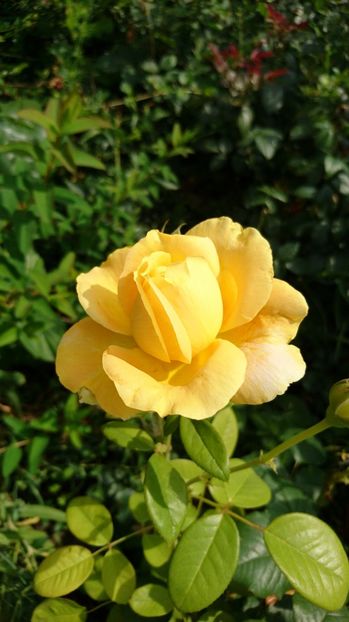  - Gradina Iulie 2017