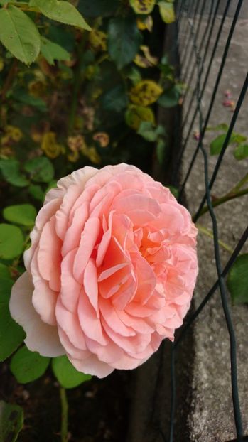  - Gradina Iulie 2017