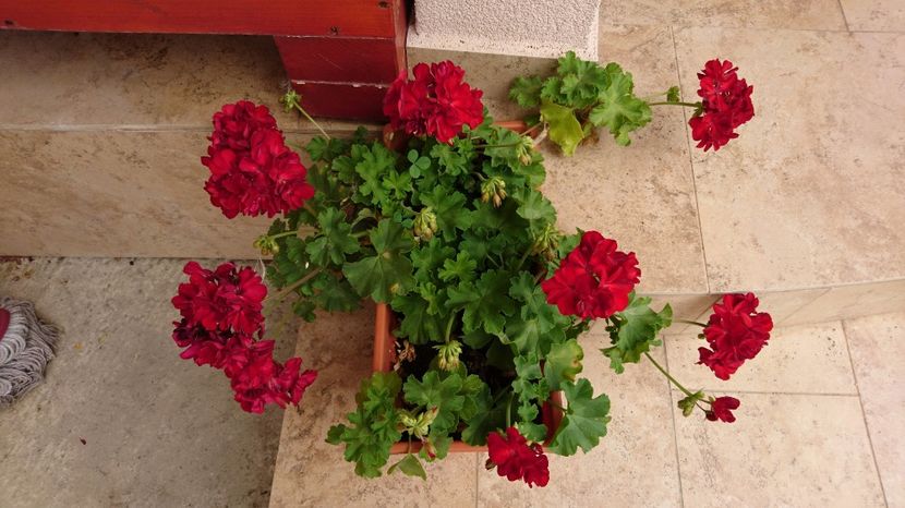  - Gradina Iulie 2017