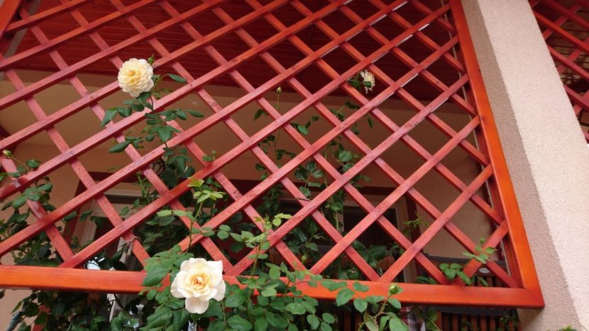  - Gradina Iulie 2017