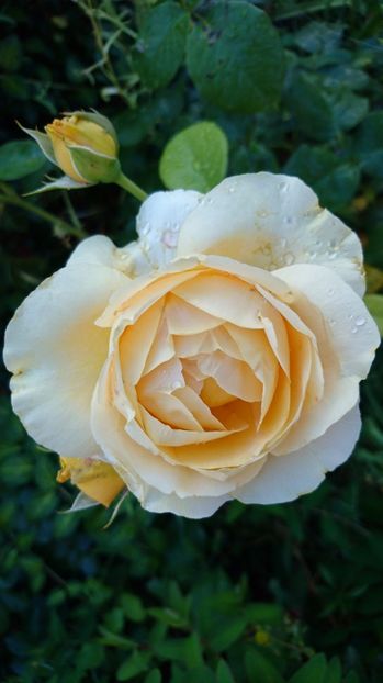  - Gradina Iulie 2017