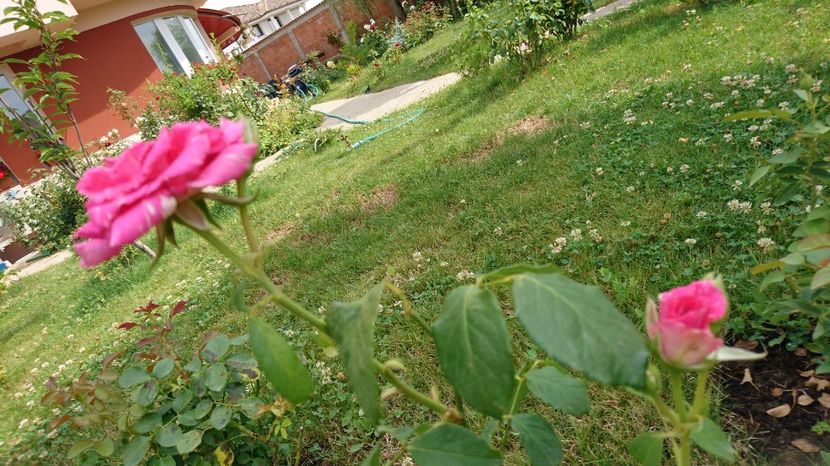  - Gradina Iulie 2017