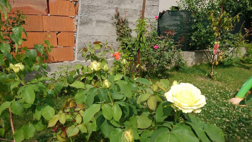 Trandafiri 10 ron - Gradina Iulie 2017