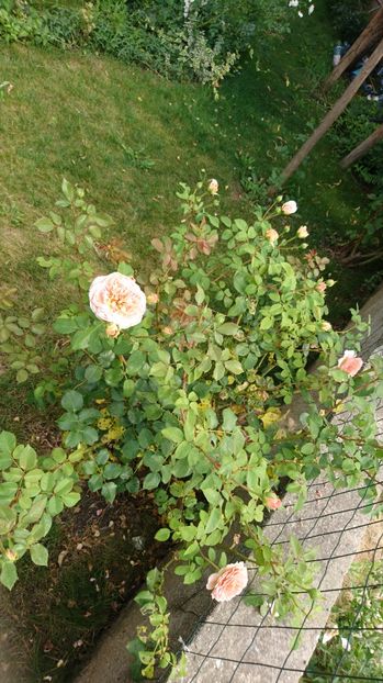  - Gradina Iulie 2017