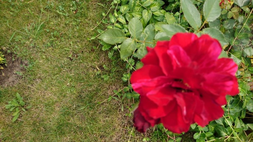  - Gradina Iulie 2017