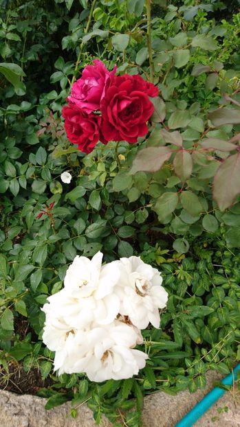  - Gradina Iulie 2017