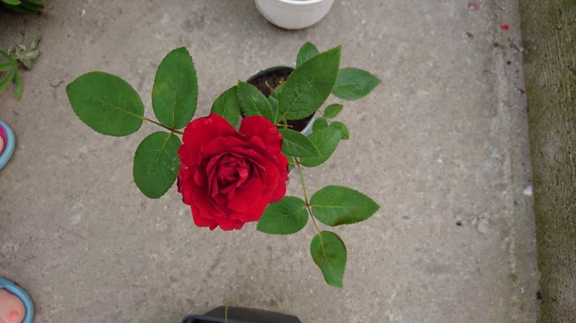  - Gradina Iulie 2017