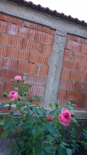  - Gradina Iulie 2017