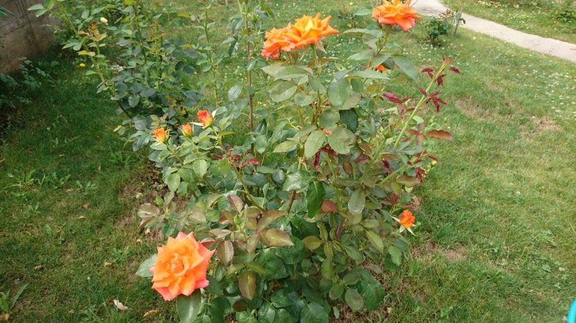  - Gradina Iulie 2017