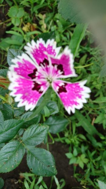  - Gradina Iulie 2017