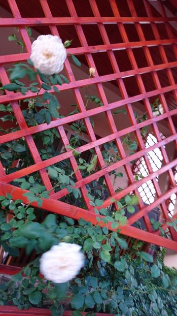  - Gradina Iulie 2017