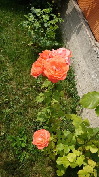  - Gradina Iulie 2017