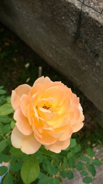  - Gradina Iulie 2017