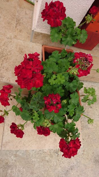  - Gradina Iulie 2017