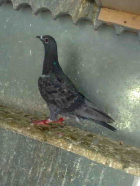 197-REZERVAT - X-Porumbei vinduti