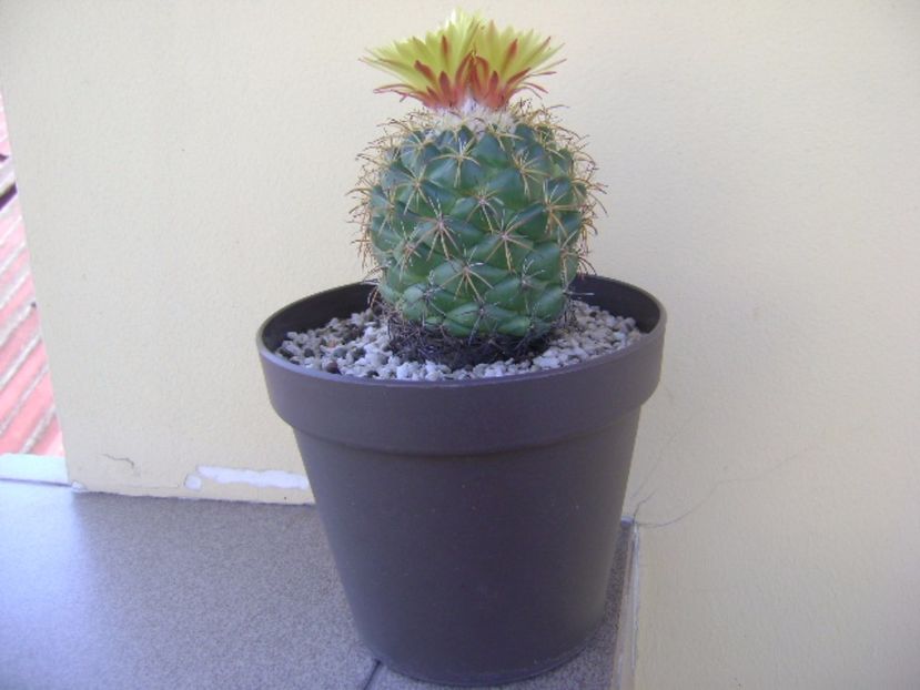 Coryphantha elephantidens v. sulcolanata - Cactusi 2017 bis bis