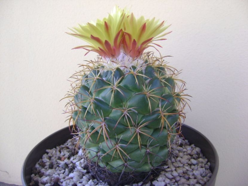 Coryphantha elephantidens v. sulcolanata - Cactusi 2017 bis bis