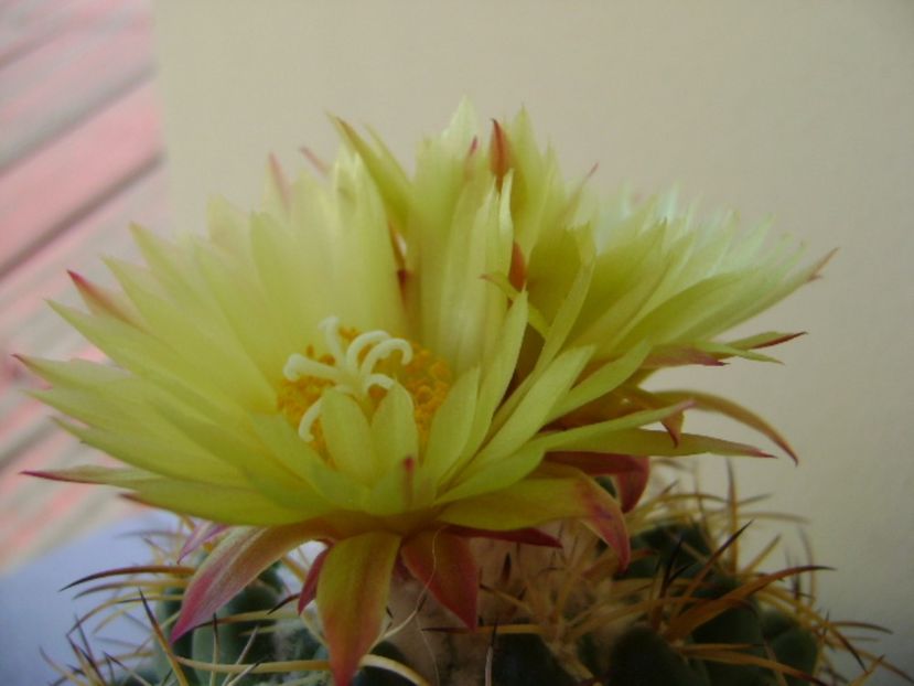 Coryphantha elephantidens v. sulcolanata - Cactusi 2017 bis bis