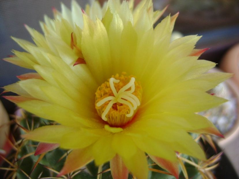 Coryphantha elephantidens v. sulcolanata - Cactusi 2017 bis bis