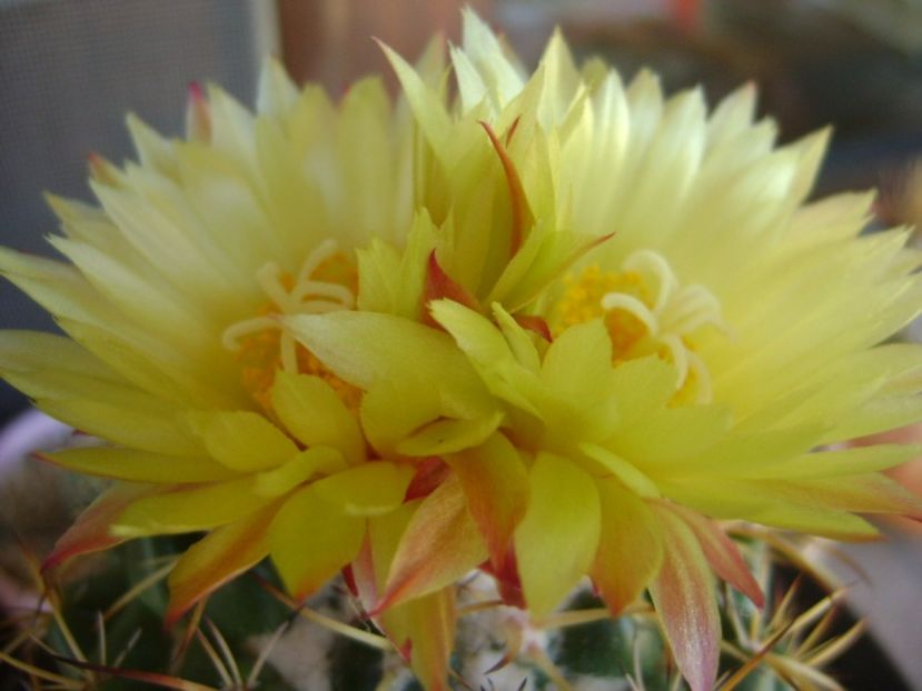Coryphantha elephantidens v. sulcolanata - Cactusi 2017 bis bis
