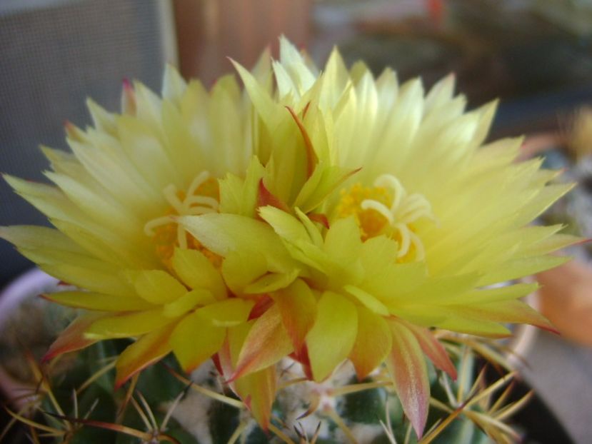 Coryphantha elephantidens v. sulcolanata - Cactusi 2017 bis bis
