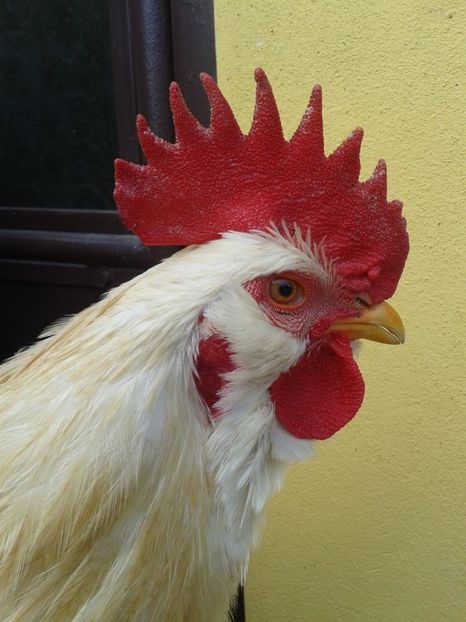  - 02 Gainuci 28 februarie 2017