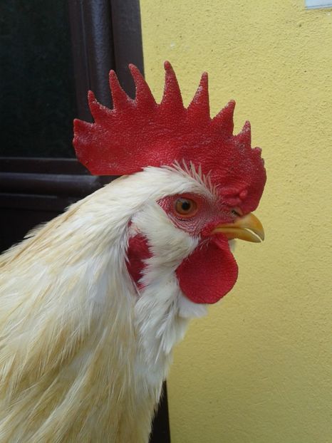  - 02 Gainuci 28 februarie 2017