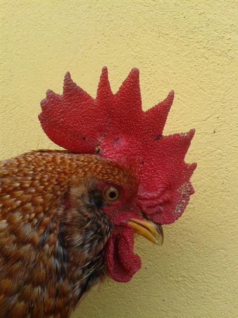  - 02 Gainuci 28 februarie 2017