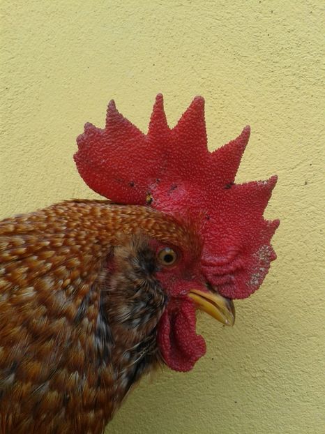  - 02 Gainuci 28 februarie 2017