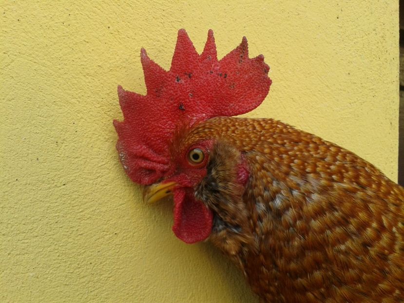  - 02 Gainuci 28 februarie 2017