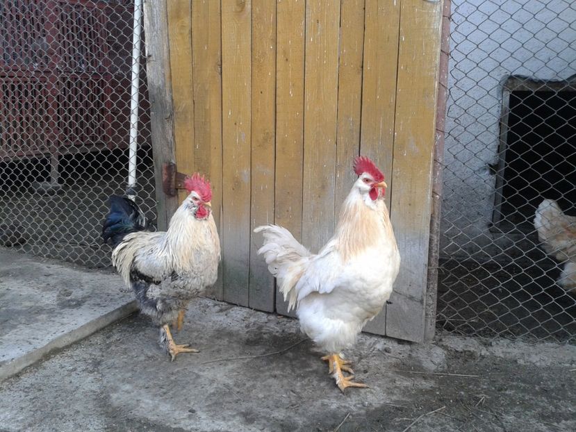  - 02 Gainuci 28 februarie 2017