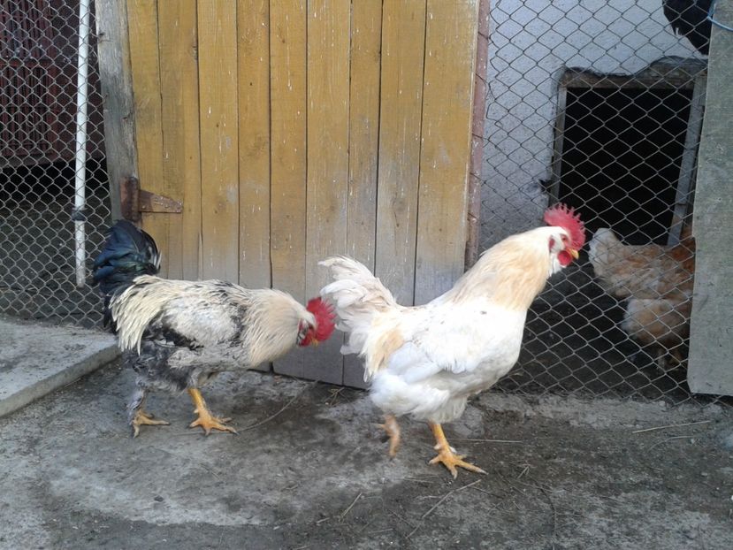  - 02 Gainuci 28 februarie 2017