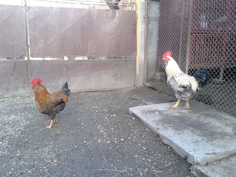  - 02 Gainuci 28 februarie 2017