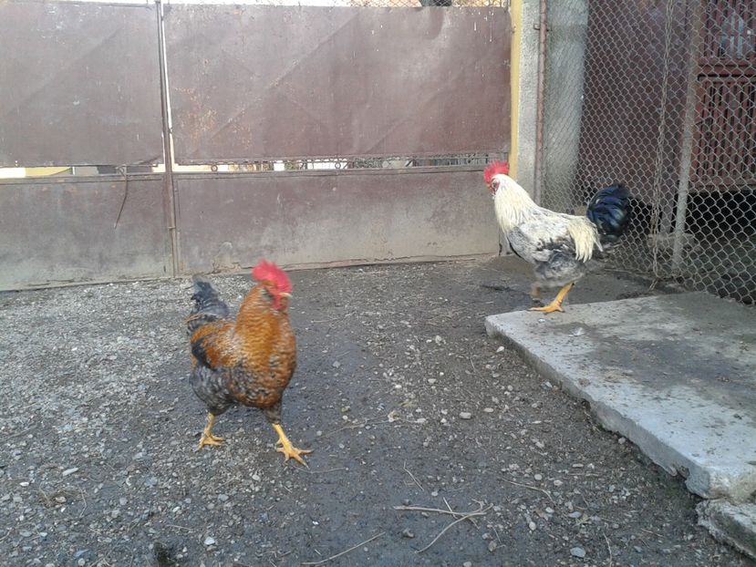  - 02 Gainuci 28 februarie 2017