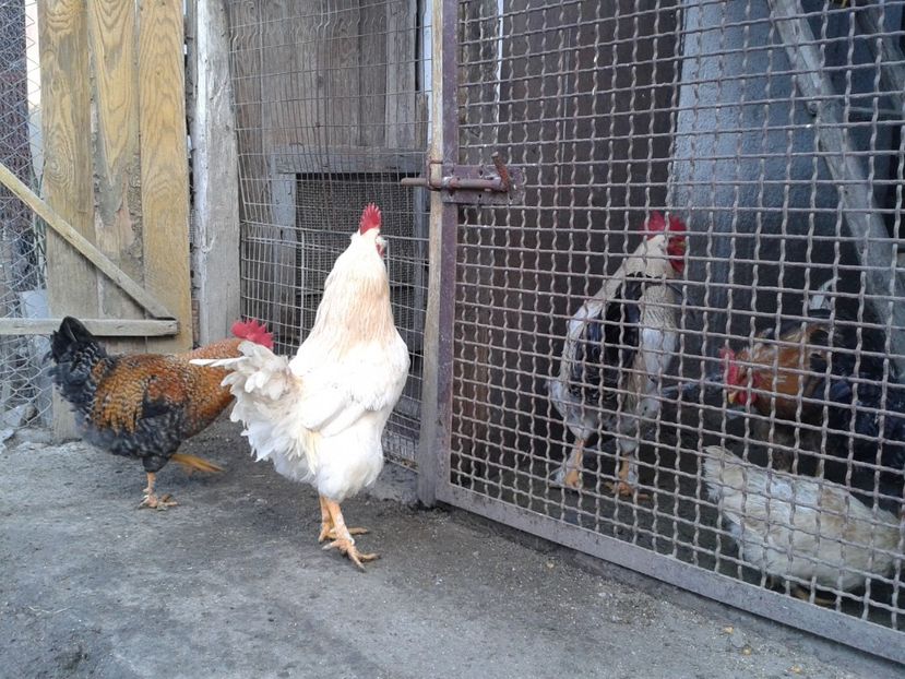  - 02 Gainuci 28 februarie 2017