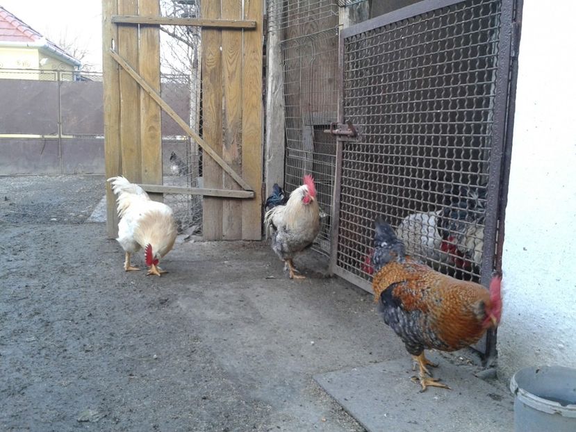  - 02 Gainuci 28 februarie 2017