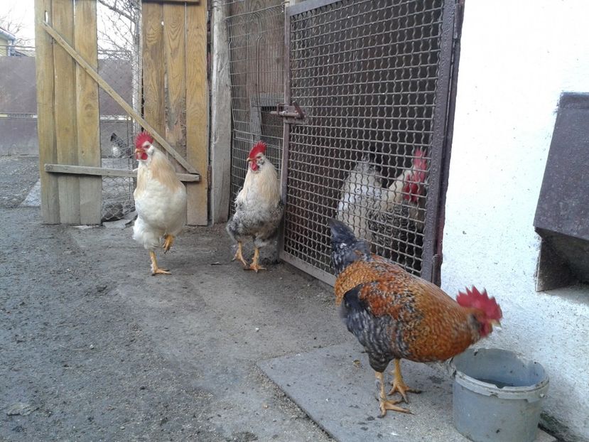  - 02 Gainuci 28 februarie 2017