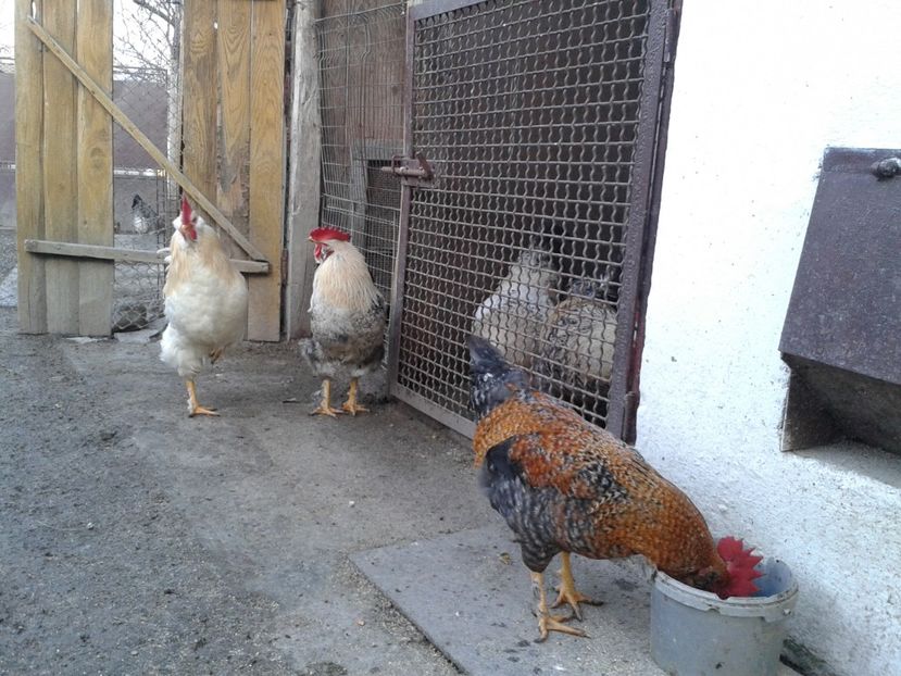  - 02 Gainuci 28 februarie 2017