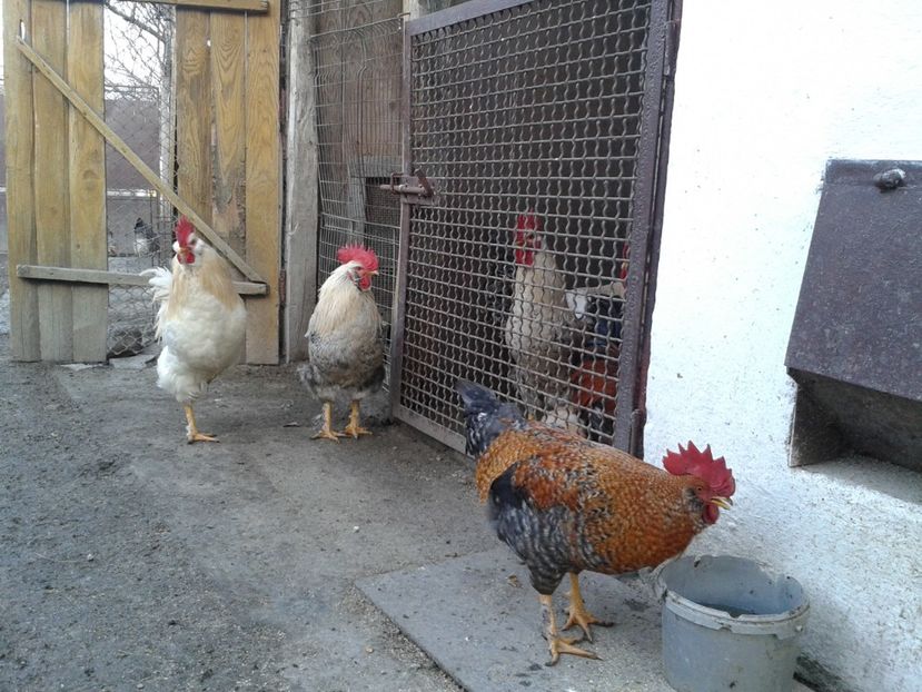  - 02 Gainuci 28 februarie 2017